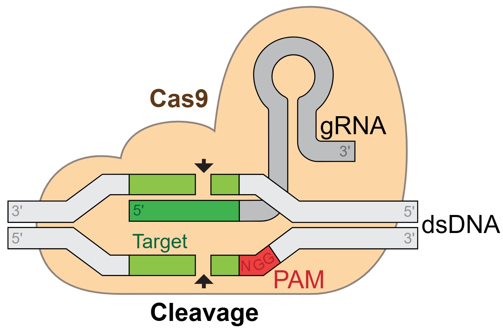 Regents of the University of California v. Broad Institute: Federal Circuit Faults PTAB for Conflating Conception and Reduction to Practice Standards in CRISPR Interference